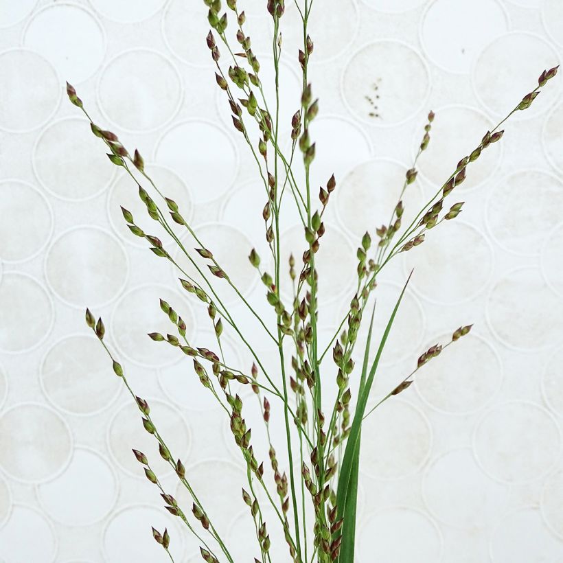 Panicum virgatum Heiliger Hain (Fioritura)