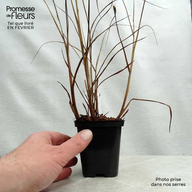 Panicum virgatum Heiliger Hain Vasetto da 8/9 cm esemplare consegnato in inverno