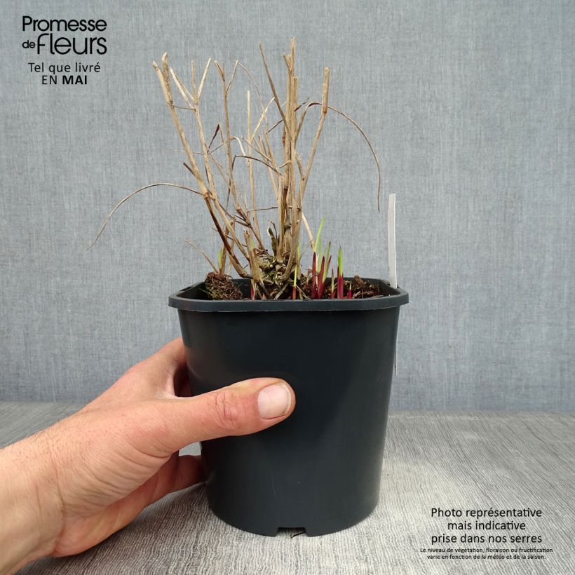 Panicum virgatum Heiliger Hain Vaso da 2L/3L esemplare consegnato in primavera