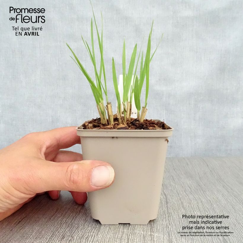 Panicum virgatum Hot Rod Vasetto da 8/9 cm esemplare consegnato in primavera