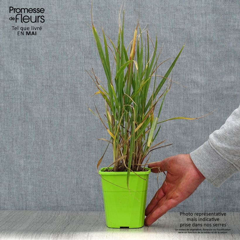 Panicum virgatum Hot Rod Vaso da 1,5L/2L esemplare consegnato in primavera