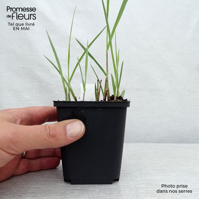 Panicum virgatum Kulsenmoor Vasetto da 8/9 cm esemplare consegnato in primavera
