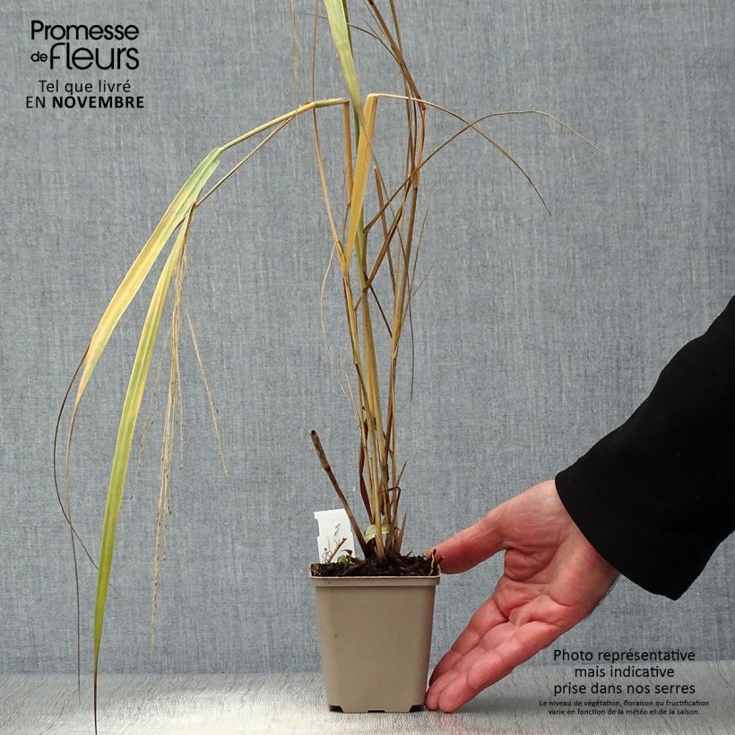Esemplare di Panicum virgatum Northwind Vasetto da 8/9 cm come consegnato in autunno