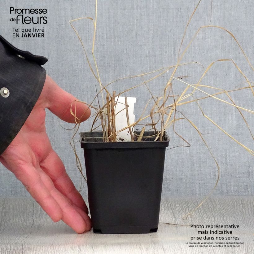 Panicum virgatum Prairie Sky Vasetto da 8/9 cm esemplare consegnato in inverno