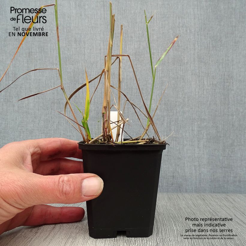 Esemplare di Panicum virgatum Rehbraun Vasetto da 8/9 cm come consegnato in autunno