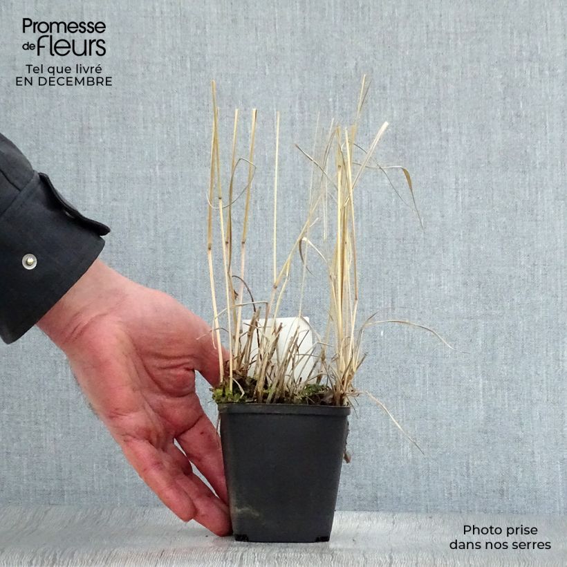 Panicum virgatum Rehbraun Vasetto da 8/9 cm esemplare consegnato in inverno