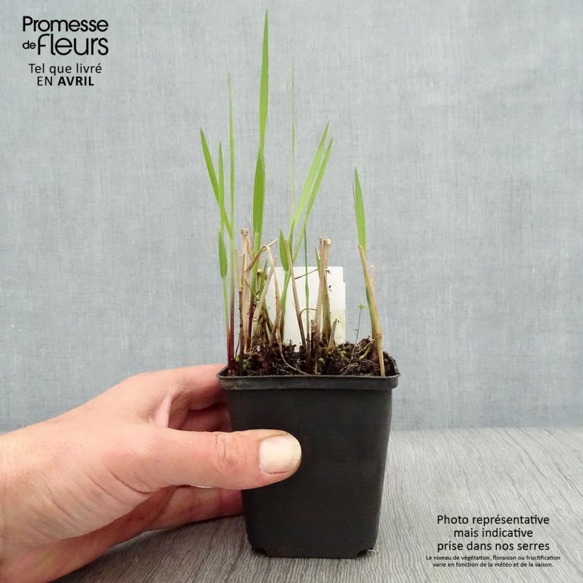 Panicum virgatum Rehbraun Vasetto da 8/9 cm esemplare consegnato in primavera
