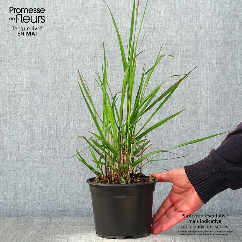 Panicum virgatum Rehbraun Vaso da 2L/3L esemplare consegnato in primavera
