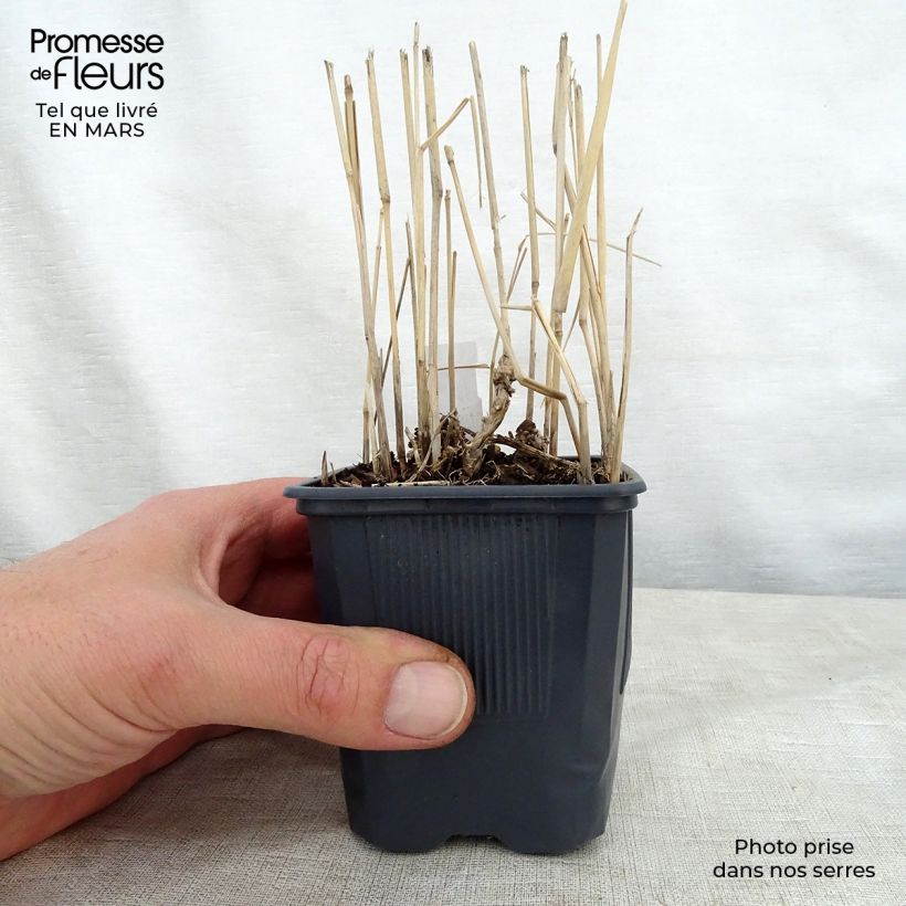 Panicum virgatum Rotstrahlbusch Vasetto da 8/9 cm esemplare consegnato in primavera