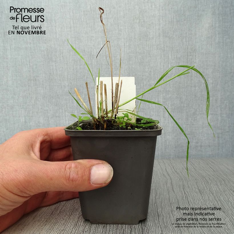 Esemplare di Panicum virgatum Shenandoah Vasetto da 8/9 cm come consegnato in autunno