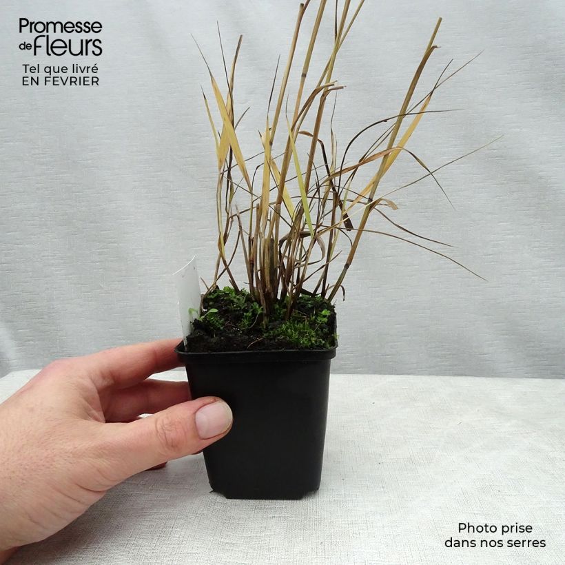 Panicum virgatum Shenandoah Vasetto da 8/9 cm esemplare consegnato in inverno