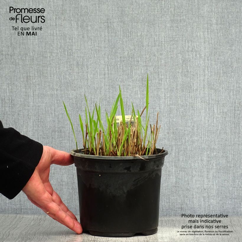Panicum virgatum Shenandoah Vaso da 2L/3L esemplare consegnato in primavera