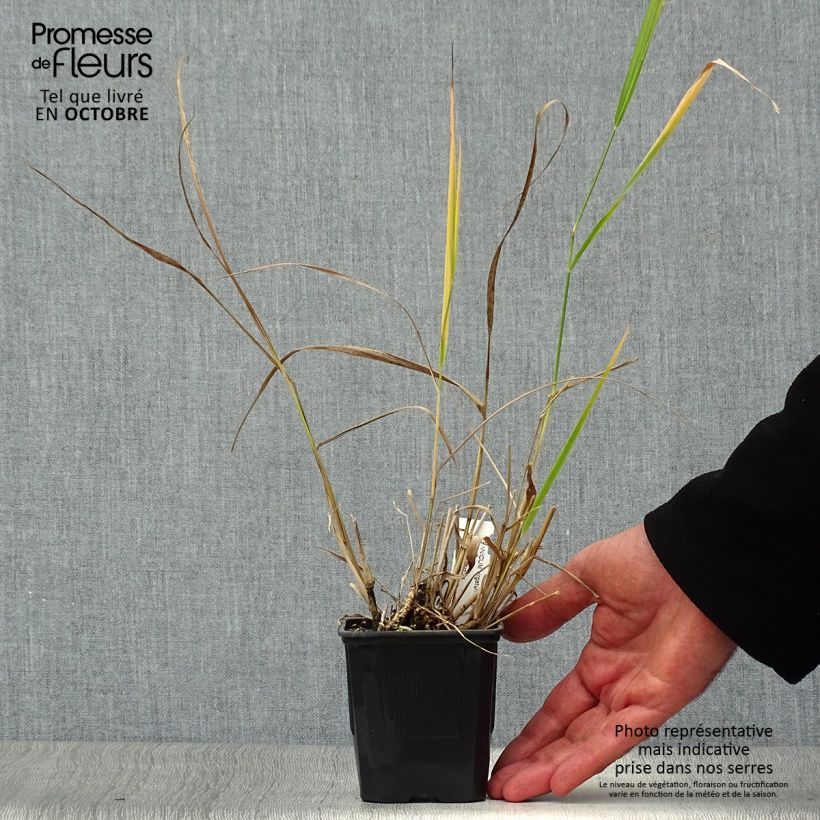 Esemplare di Panicum virgatum Warrior Vasetto da 8/9 cm come consegnato in autunno