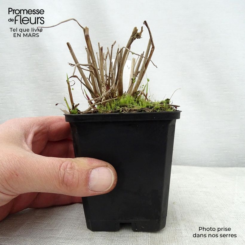 Panicum virgatum Warrior Vasetto da 8/9 cm esemplare consegnato in primavera