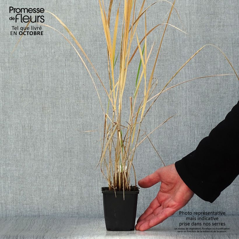 Esemplare di Panicum amarum Vasetto da 8/9 cm come consegnato in autunno