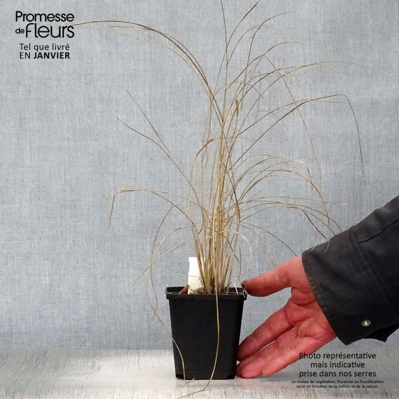 Panicum amarum Vasetto da 8/9 cm esemplare consegnato in inverno