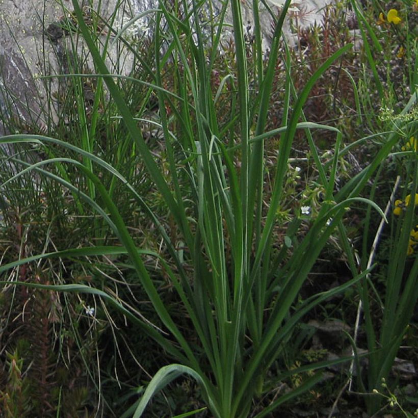 Paradisea liliastrum - Paradisia (Fogliame)