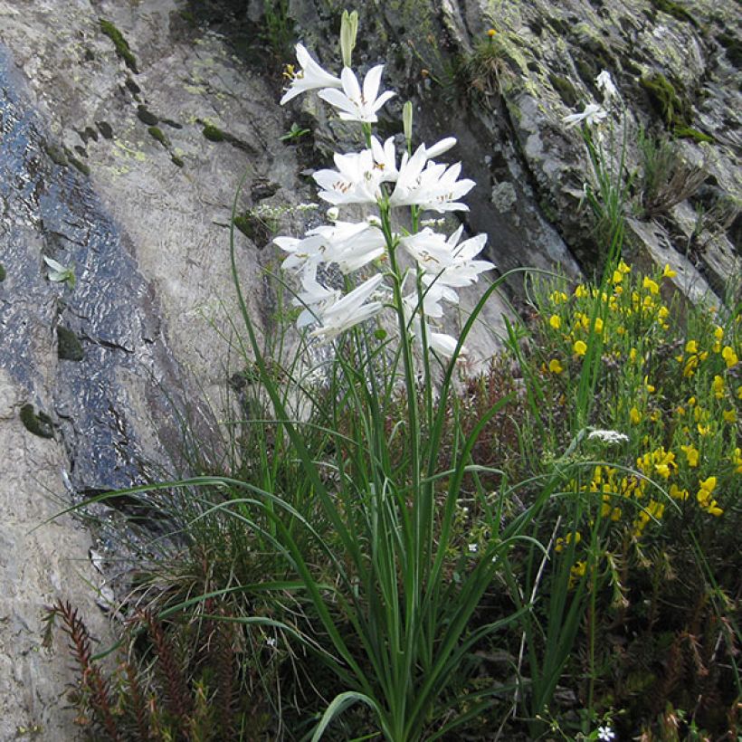 Paradisea liliastrum - Paradisia (Porto)