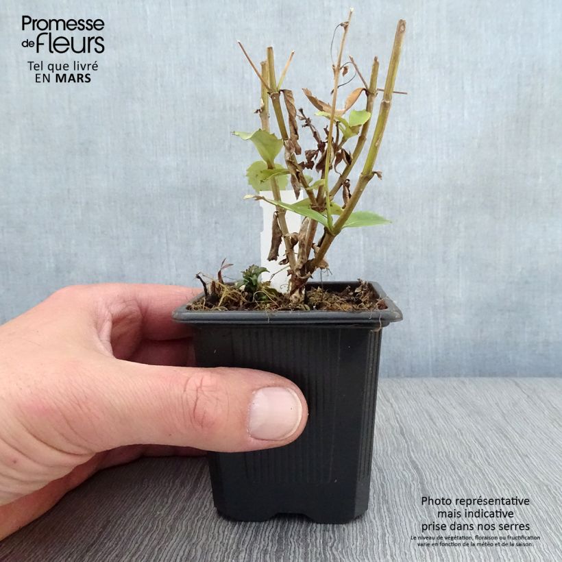 Parahebe catarractae Avalanche Vasetto da 8/9 cm esemplare consegnato in primavera