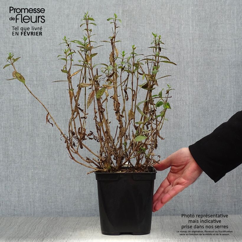 Parahebe catarractae Avalanche Vaso da 2L/3L esemplare consegnato in inverno