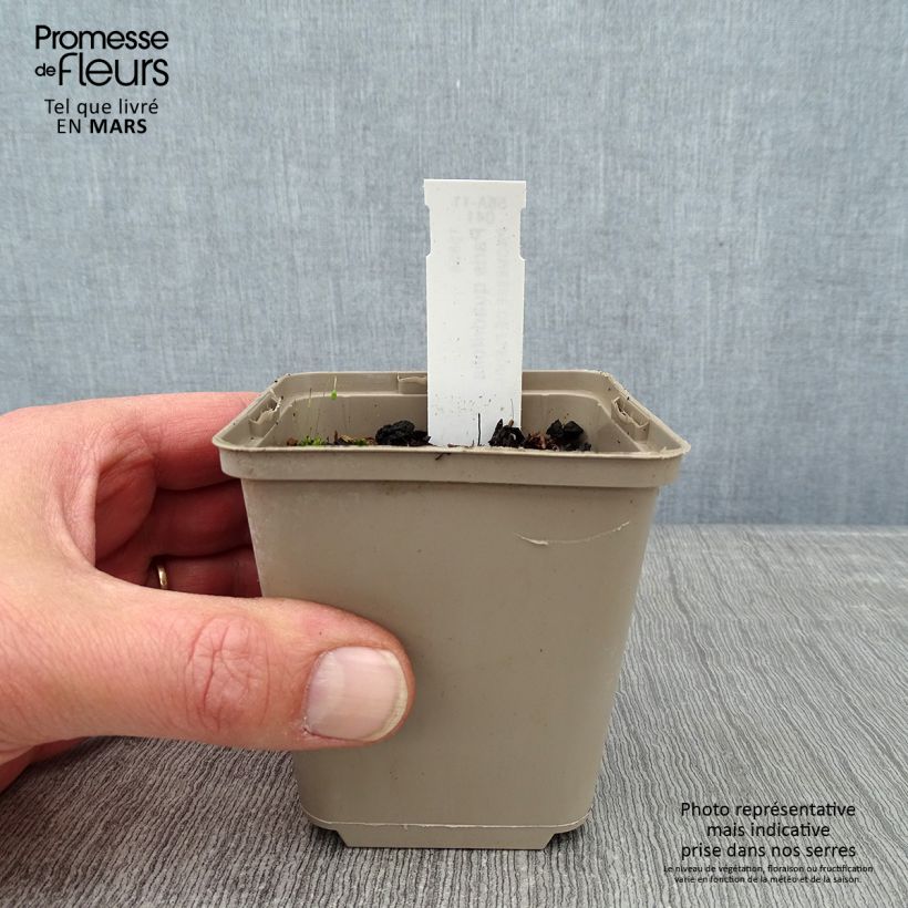 Paris quadrifolia - Uva di volpe Vasetto da 8/9 cm esemplare consegnato in inverno