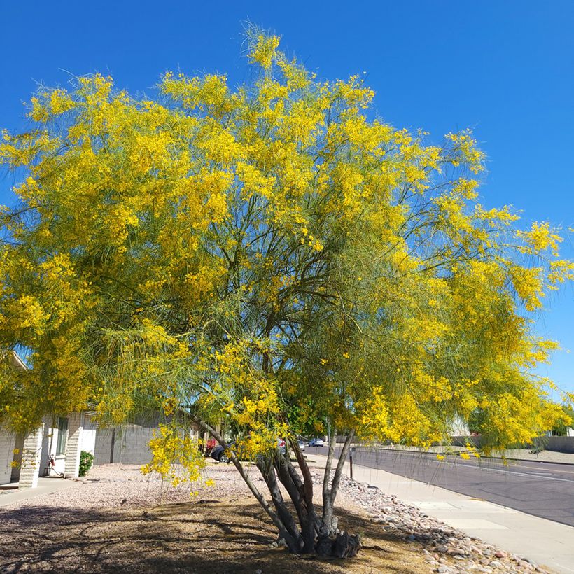 Parkinsonia - Cercidium floridum (Porto)