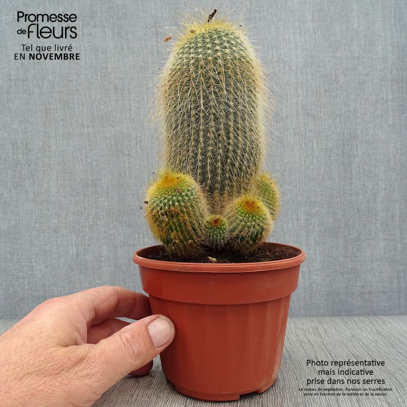 Esemplare di Parodia leninghausii - Notocactus Vaso da Ø 12 cm / 13 cm come consegnato in autunno
