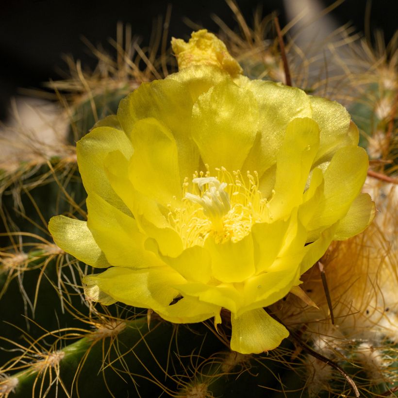 Parodia warasii - Notocactus warasii (Fioritura)