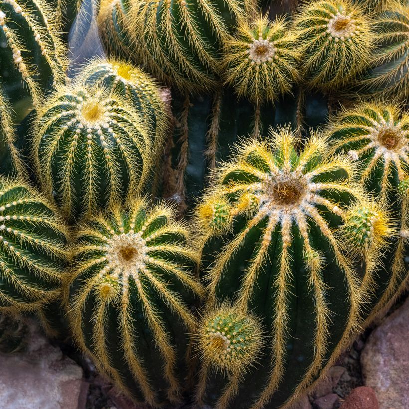 Parodia warasii - Notocactus warasii (Porto)
