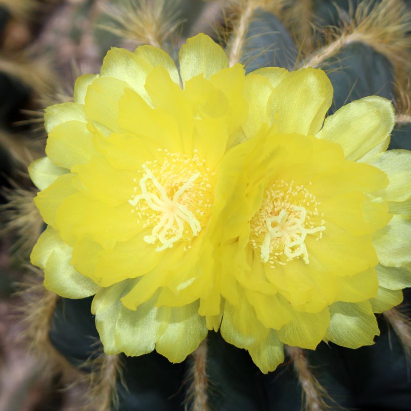 Parodia magnifica - Notocactus magnificus (Fioritura)