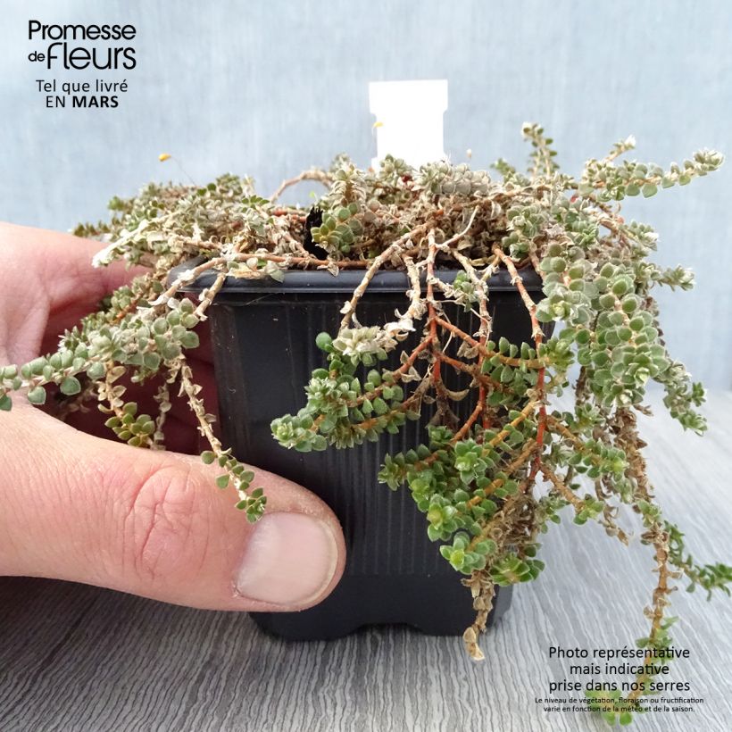 Paronychia kapela subsp. serpyllifolia - Paronichia con foglie di serpillo Vasetto da 8/9 cm esemplare consegnato in primavera