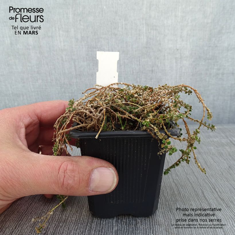 Paronychia kapela subsp. serpyllifolia - Paronichia con foglie di serpillo Vasetto da 8/9 cm esemplare consegnato in inverno