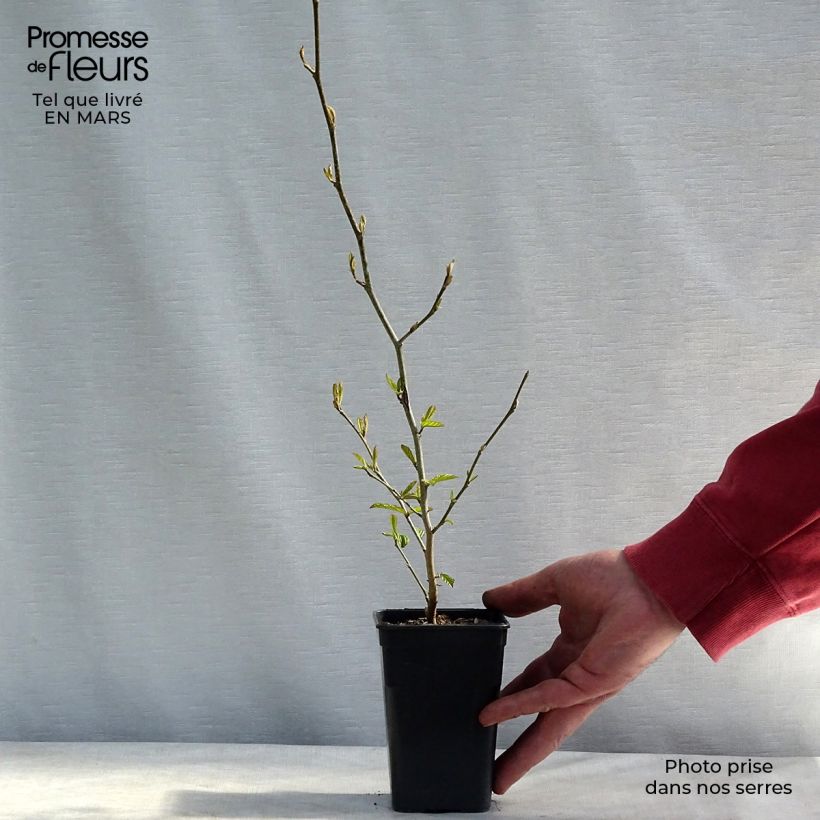 Parrotia persica Bella Vasetto da 8/9 cm esemplare consegnato in inverno