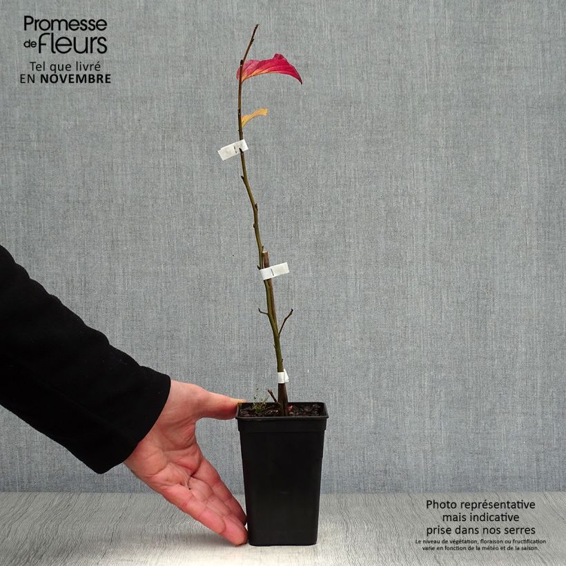 Esemplare di Parrotia persica Bella Vasetto da 8/9 cm come consegnato in autunno