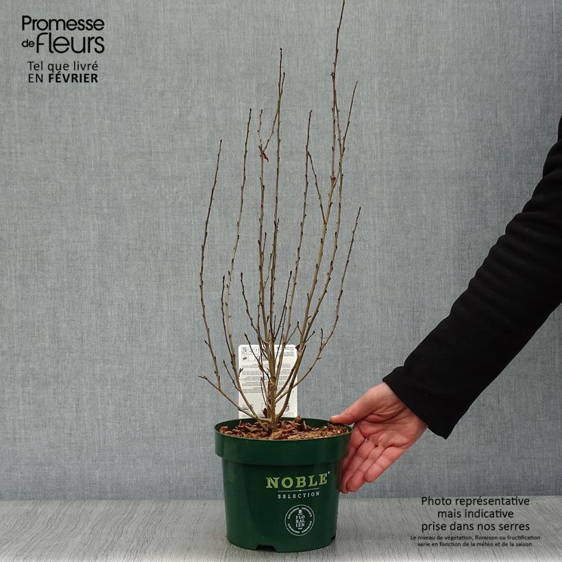 Parrotia persica Persian Spire Vaso da 3L/4L esemplare consegnato in inverno