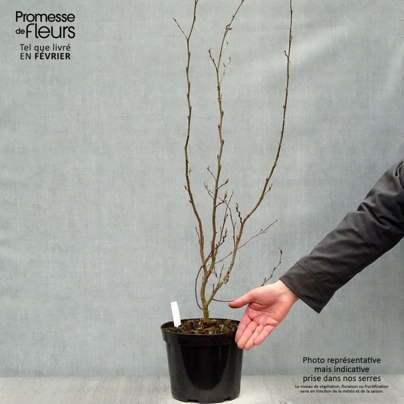 Parrotia persica Vanessa Vaso da 4L/5L esemplare consegnato in inverno