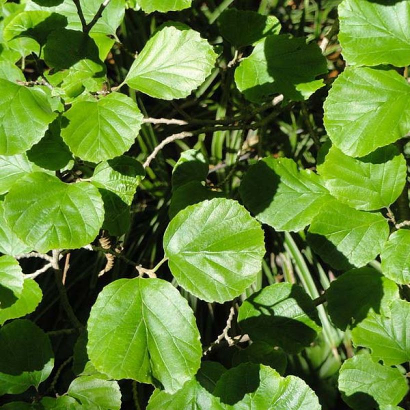 Parrotiopsis jacquemontiana (Fogliame)