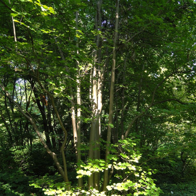 Parrotiopsis jacquemontiana (Porto)