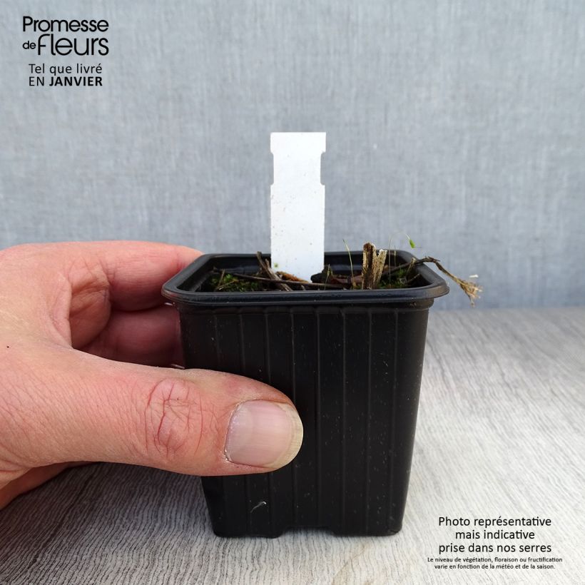 Parthenium integrifolium - Chinino selvatico Vasetto da 8/9 cm esemplare consegnato in inverno