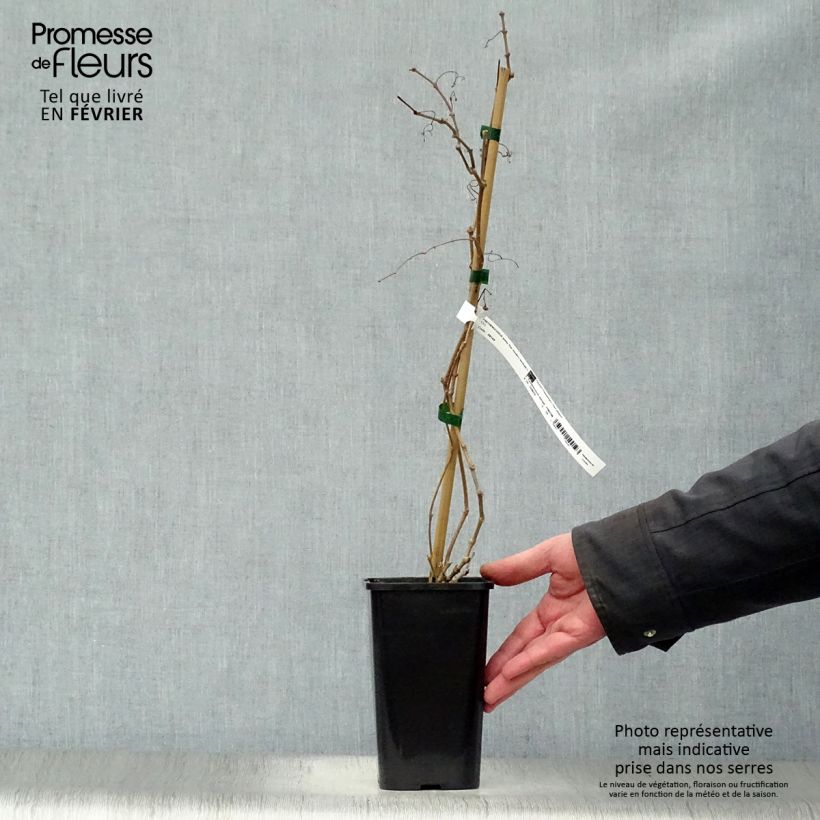 Parthenocissus quinquefolia Star Shower - Vite americana Vaso da 1,5L/2L esemplare consegnato in inverno