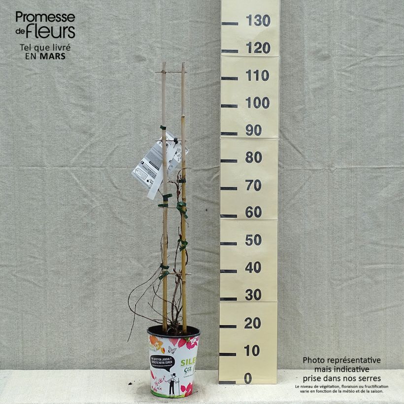 Parthenocissus tricuspidata Atropurpurea Vaso da 2L/3L esemplare consegnato in primavera