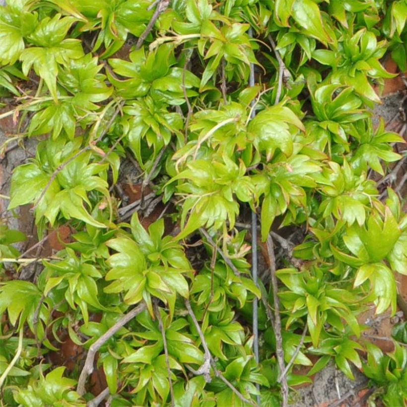 Parthenocissus tricuspidata Lowii (Fogliame)