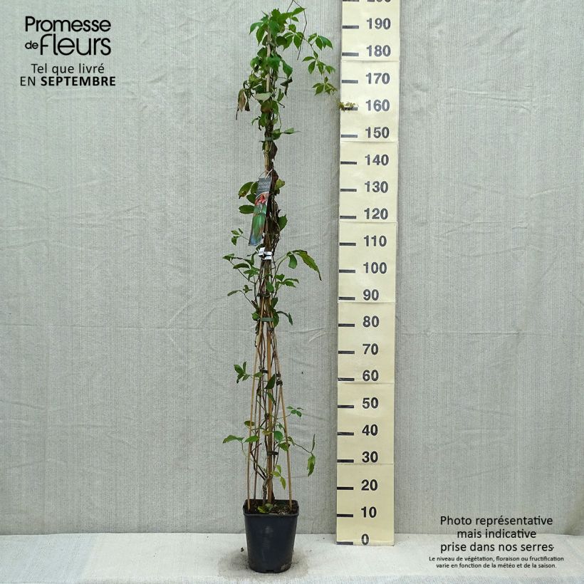 Esemplare di Parthenocissus viteacea - Vite inserita Vaso da 4L/5L come consegnato in autunno
