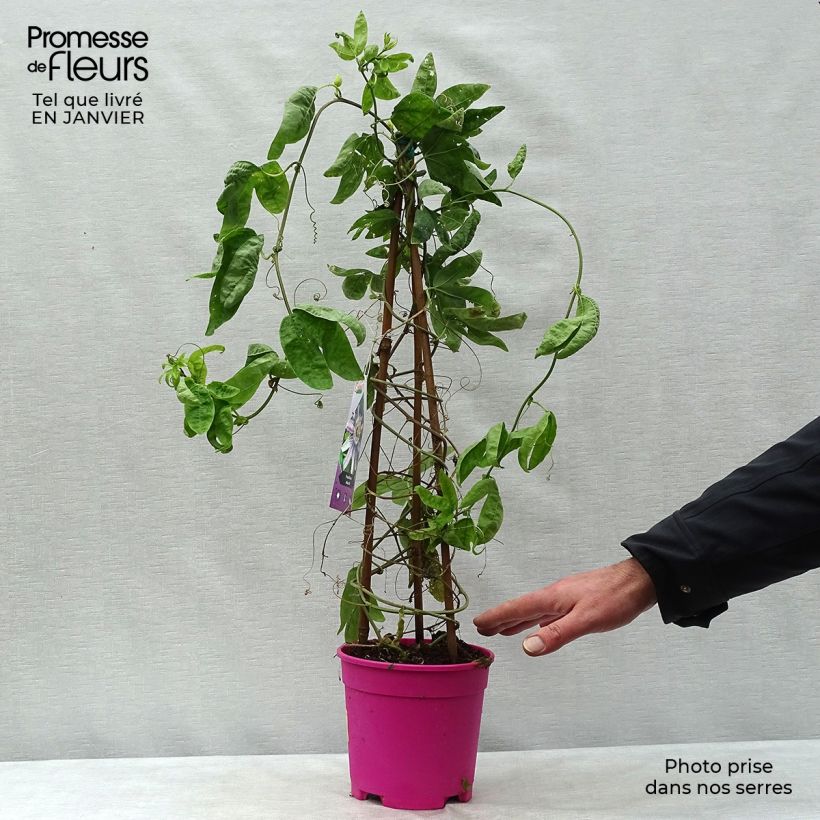 Passiflora allardii Vaso da 2L/3L esemplare consegnato in inverno