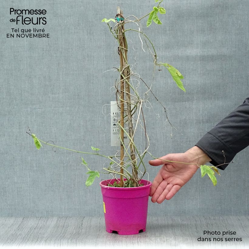 Esemplare di Passiflora allardii Vaso da 2L/3L come consegnato in autunno