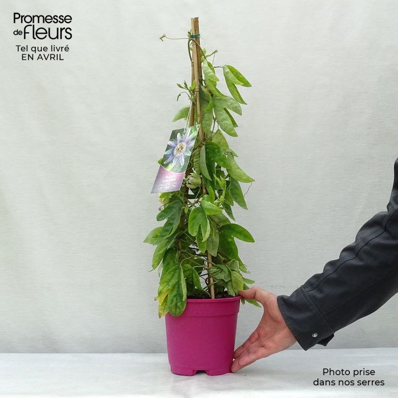 Passiflora allardii Vaso da 2L/3L esemplare consegnato in primavera