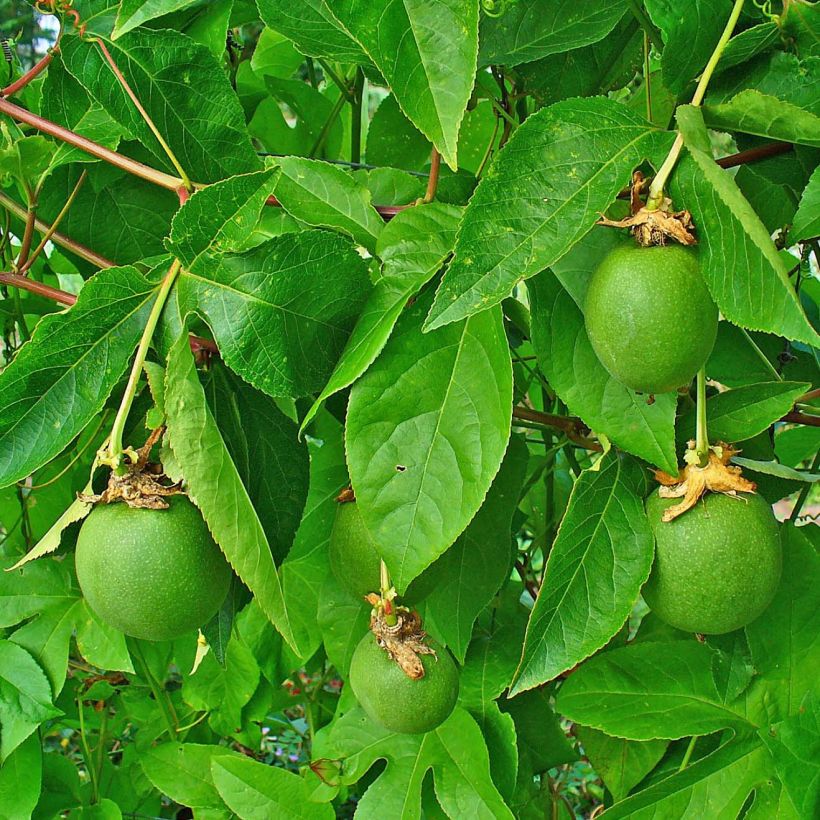 Passiflora incarnata (Fogliame)