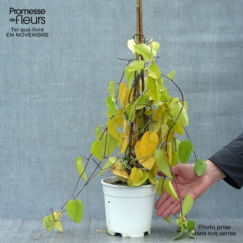 Esemplare di Passiflora mucronata Vaso da 2L/3L come consegnato in autunno