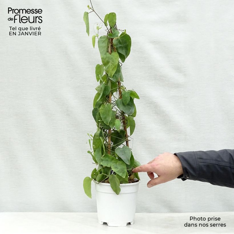 Passiflora mucronata Vaso da 2L/3L esemplare consegnato in inverno