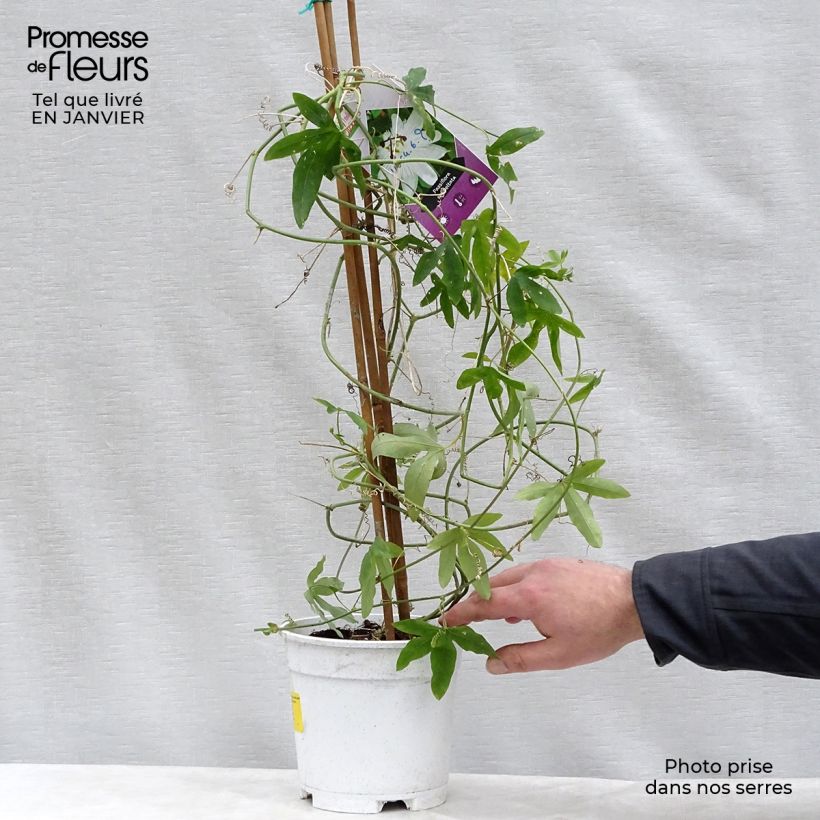 Passiflora subpeltata Vaso da 2L/3L esemplare consegnato in inverno